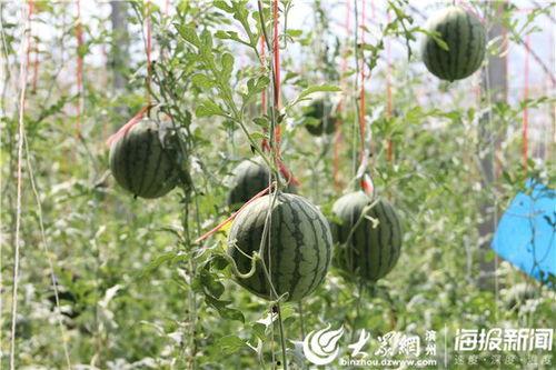 石凳吃瓜视频,揭秘网络热梗背后的趣味与思考