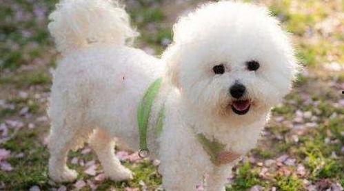 比熊狗狗可以吃土瓜吗视频,比熊狗狗安全食用土瓜揭秘